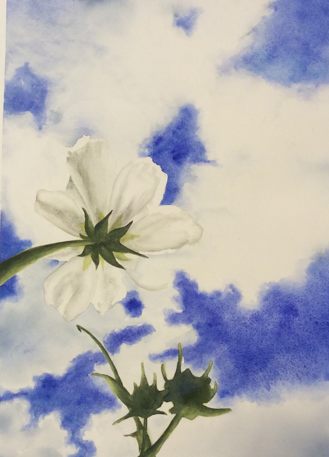 Blanc Et Bleu